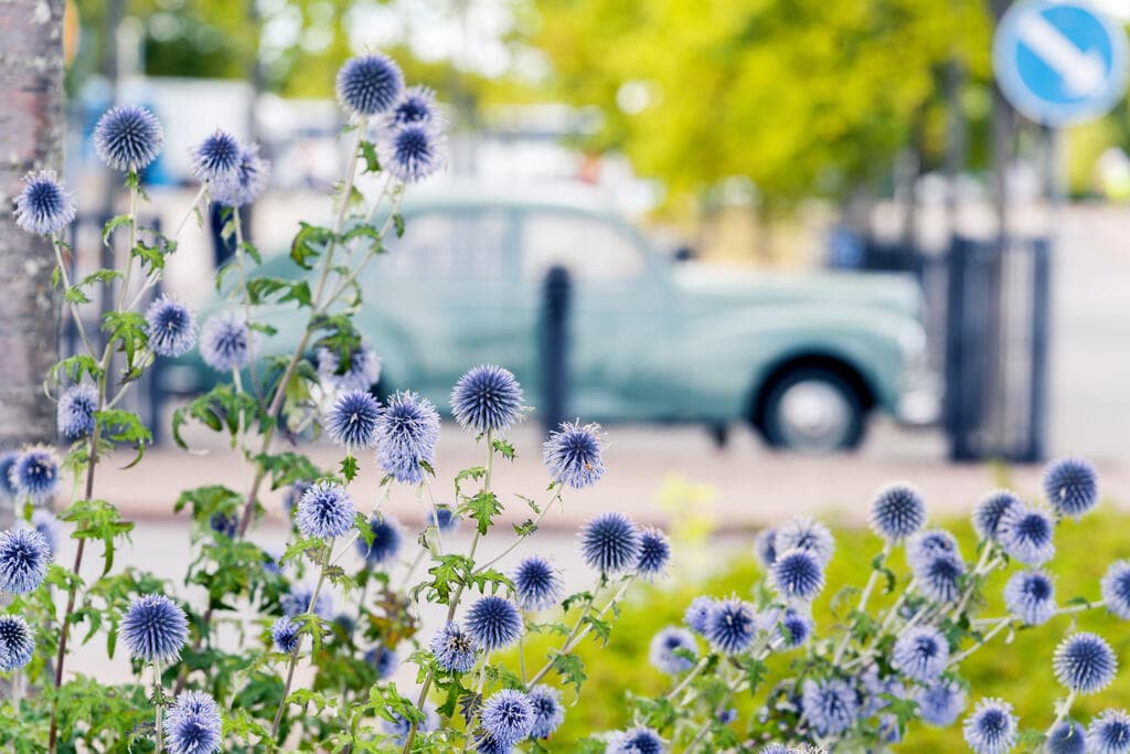 Blommor och en gammal bil i stadsmiljö.